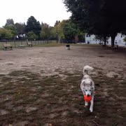 Howe Park Off-Leash Area photo 2